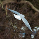 1/1250 sec at f / 5,0 ISO 200